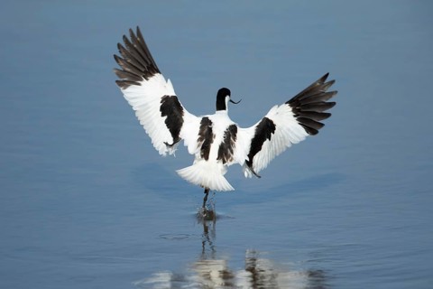Pied avocet (Recurvirostra avosetta) adult wading bird in flight taking off in summer, RSPB