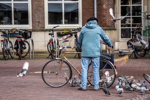 Man feeds pigeons, city pigeons, on the market square of Middelburg, Zeeland, the Netherlands,