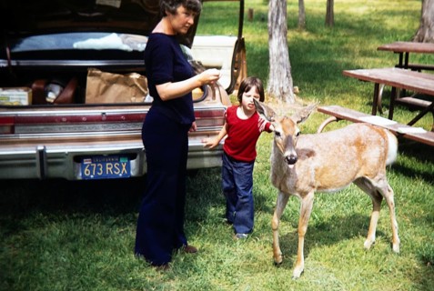 Woman and child with white-tailed deer, Odocoileus virginianus, car with California plate probably