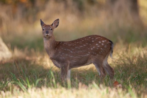 Sika deer (Cervus nippon) juvenile young female doe fawn standing in a woodland clearing in autumn,