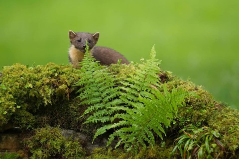 European pine marten (Martes martes) adult mustelid animal on a moss covered stone wall in summer,