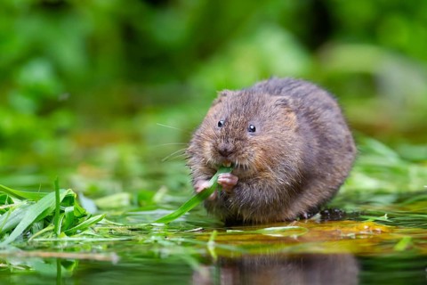 Water vole (Arvicola amphibius) adult rodent animal feeding on reed plant leaves on a pond,