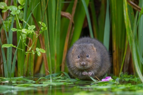 Water vole (Arvicola amphibius) adult rodent animal feeding on plant stems at the edge of a pond,