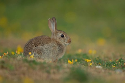 Rabbit (Oryctolagus cuniculus) juvenile baby wild bunny animal resting on grassland in summer,