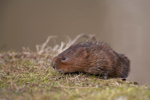 Water vole (Arvicola amphibius) adult rodent animal searching for food on a river bank, England,