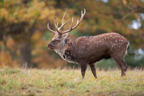 Sika deer (Cervus nippon) adult male stag roaring during the rutting season in a woodland clearing