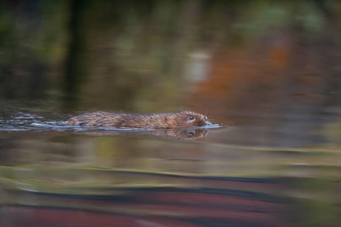 Water vole (Arvicola amphibius) adult rodent animal swimming on the water surface of a pond,