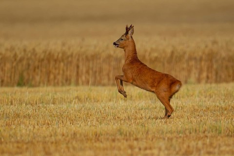 Roe deer (Capreolus capreolus) adult male roebuck buck animal running in a farmland stubble field