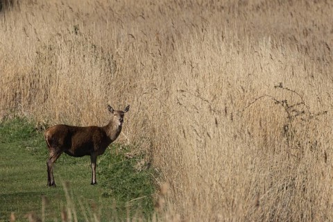Red deer (Cervus elaphus) adult female hind animal standing on a grass path through a reedbed, RSPB