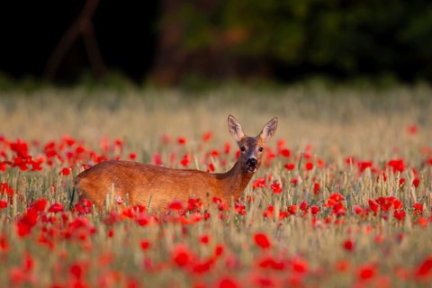 Roe deer (Capreolus capreolus) adult female doe animal feeding on a poppy flower in a farmland