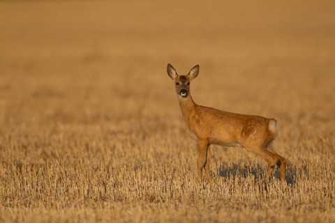 Roe deer (Capreolus capreolus) juvenile female doe fawn animal in a farmland stubble field in