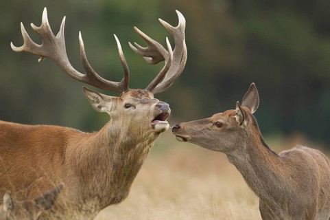 Red deer (Cervus elaphus) adult male stag animal roaring during the rutting season with a female