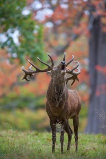 Red deer (Cervus elaphus) adult male stag animal roaring during the rutting season in autumn,