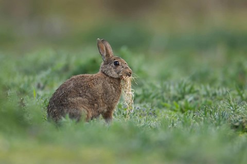 Rabbit (Oryctolagus cuniculus) adult wild bunny animal carrying grass in its mouth for nesting or