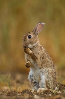 Rabbit (Oryctolagus cuniculus) adult wild bunny animal washing its foot in summer, Norfolk,