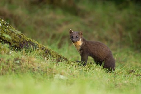 European pine marten (Martes martes) adult mustelid animal in a woodland in summer, Scotland,