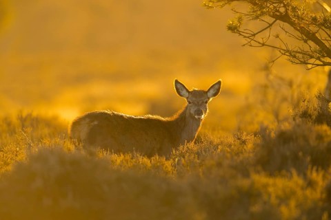 Red deer (Cervus elaphus) juvenile female hind fawn animal standing in heathland at sunset,