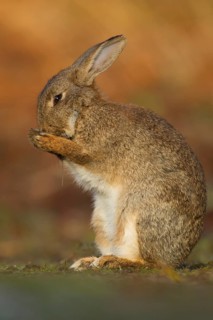 Rabbit (Oryctolagus cuniculus) adult wild bunny animal washing its face in spring, Suffolk,