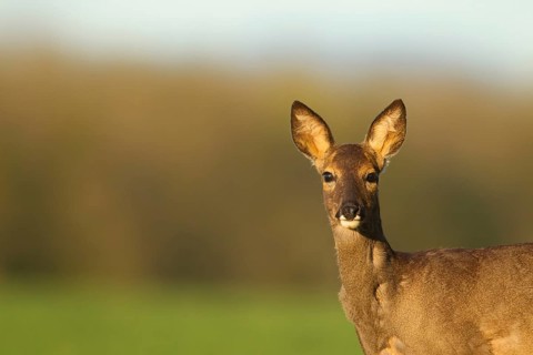 Roe deer (Capreolus capreolus) adult female doe animal head portrait in spring, Norfolk, England,