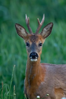 Roe deer (Capreolus capreolus) adult male roebuck buck animal head portrait in summer, Suffolk,