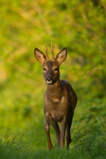 Roe deer (Capreolus capreolus) adult male roebuck buck animal walking by the side of a hedgerow in