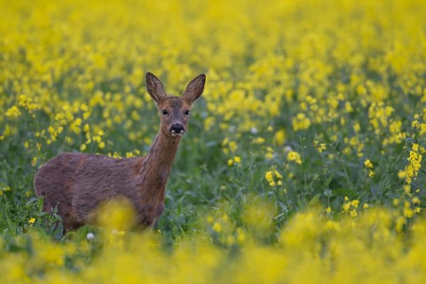 Roe deer (Capreolus capreolus) adult female doe animal standing in a yellow flowering farmland