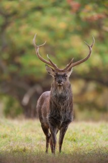 Sika deer (Cervus nippon) adult male stag standing in a woodland clearing in autumn, England,