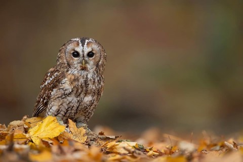 Tawny owl (Strix aluco) adult bird on fallen autumn colour leaves in a woodland, England, United