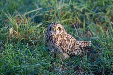 Short-eared owl (Asio flammeus) adult bird in grassland in winter, England, United Kingdom