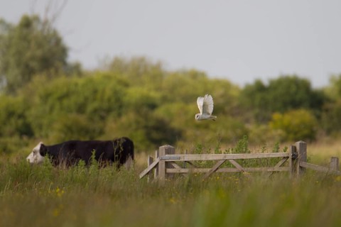 Barn owl (Tyto alba) adult bird hunting over a meadow with a cow farm animal in the background,