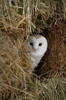 Barn owl (Tyto alba) adult bird looking out of a farm straw bale haystack, England, United Kingdom