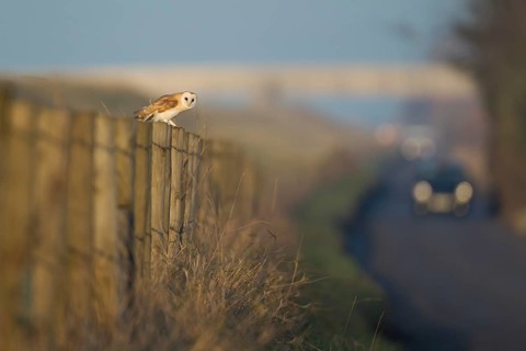 Barn Owl (Tyto alba) adult bird perched on a roadside fence post with oncoming cars traffic,