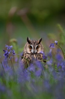 Long eared owl (Asio otus) adult bird amongst flowering bluebell flowers in a woodland in spring,