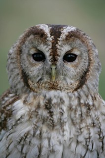 Tawny owl (Strix aluco) adult bird head portrait, England, United Kingdom