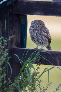 Little owl (Athene noctua) adult bird on a fence, England, United Kingdom
