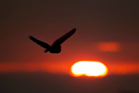 Barn owl (Tyto alba) adult bird flying silhouette at sunset, England, United Kingdom