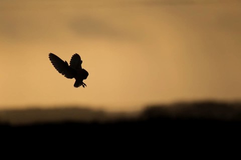 Barn owl (Tyto alba) adult bird hovering hunting in flight silhouette at sunset, England, United
