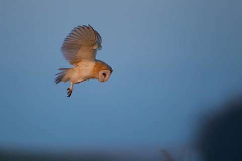 Barn owl (Tyto alba) adult bird hovering hunting in flight, England, United Kingdom