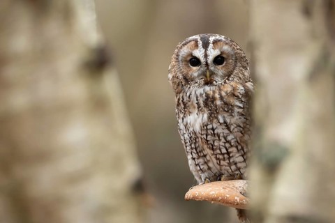 Tawny owl (Strix aluco) adult bird resting on a Bracket fungi on a Silver birch tree in a woodland