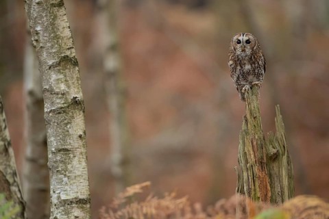 Tawny owl (Strix aluco) adult bird resting on a tree stump in a woodland in autumn, England, United