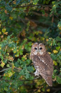 Tawny owl (Strix aluco) adult bird resting on an oak tree branch in a woodland in autumn, England,