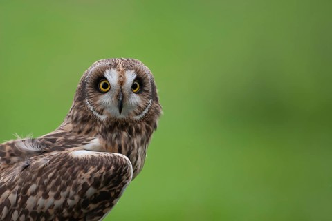 Short-eared owl (Asio flammeus) adult bird head portrait, England, United Kingdom