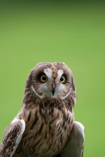 Short-eared owl (Asio flammeus) adult bird head portrait, England, United Kingdom