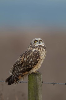 Short-eared owl (Asio flammeus) adult bird on a fence post in winter, England, United Kingdom