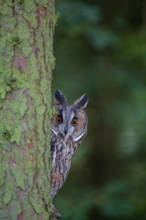 Long eared owl (Asio otus) adult bird looking round a tree trunk, England, United Kingdom