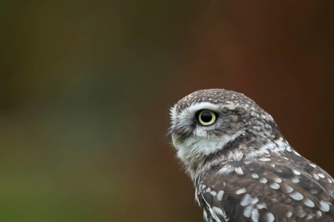Little owl (Athene noctua) adult bird head portrait, England, United Kingdom