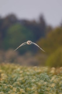 Barn owl (Tyto alba) adult bird hunting in flight over a roadside verge in summer, England, United