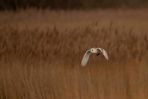 Barn owl (Tyto alba) adult bird carrying a vole back to its nest site over reed beds at dusk, RSPB