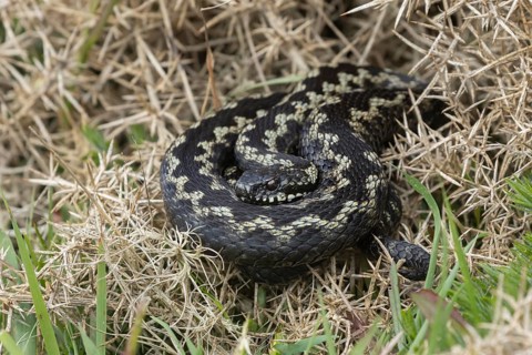Common european adder or viper snake (Vipera berus) adult reptile basking on a Gorse bush in