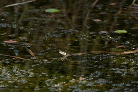 Grass snake (Natrix natrix) adult reptile swimming across a pond, RSPB Minsmere nature reserve,